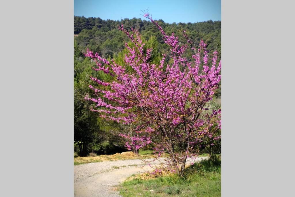 L'Arbre A Soleil Villa Aigues-Vives  Dış mekan fotoğraf