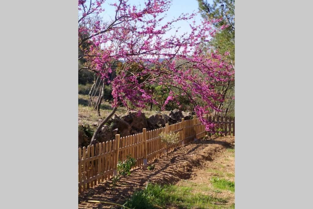 L'Arbre A Soleil Villa Aigues-Vives  Dış mekan fotoğraf